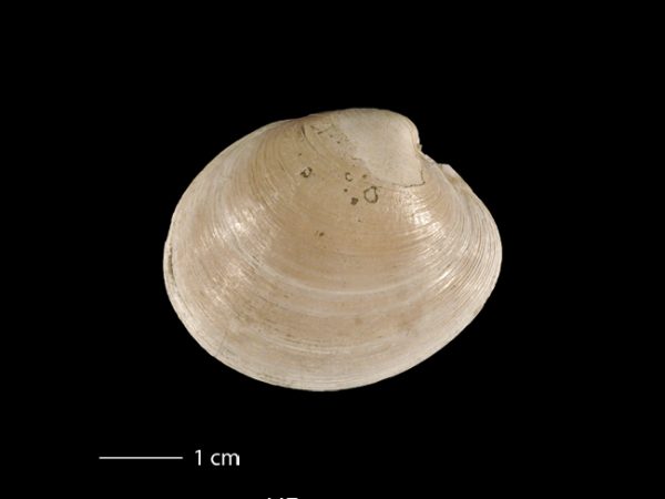 Agriopoma gatunensis | Gatun venus clam | almeja venus del Gatún
