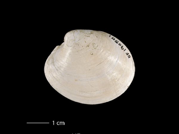 Agriopoma gatunensis | Gatun venus clam | almeja venus del Gatún
