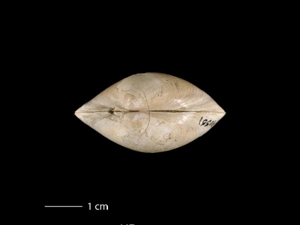 Agriopoma gatunensis | Gatun venus clam | almeja venus del Gatún