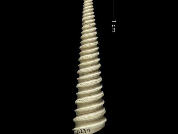 Turritella altilira | turret shell | torrecilla