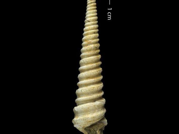 Turritella altilira | turret shell | torrecilla