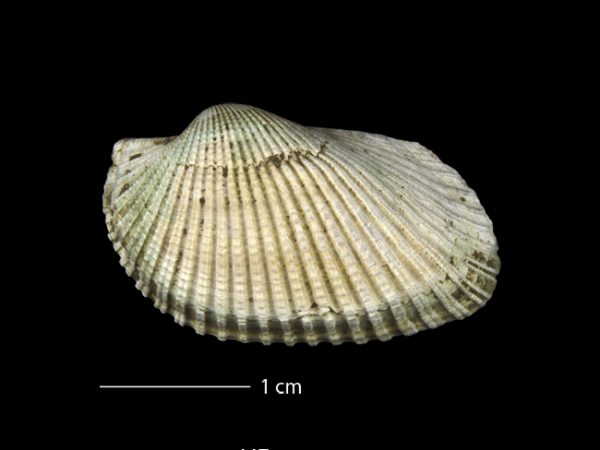 Anadara (Rasia) dariensis; ark shell