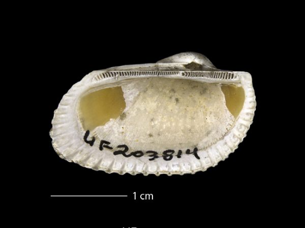 Anadara (Rasia) dariensis; ark shell
