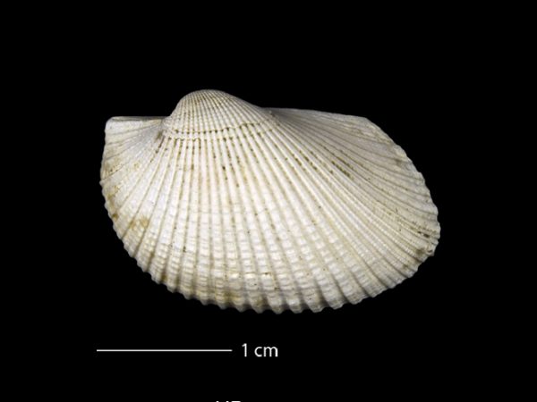 Anadara (Rasia) dariensis; ark shell