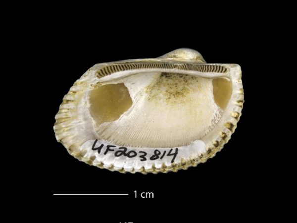 Anadara (Rasia) dariensis; ark shell