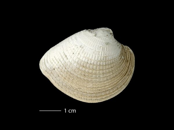 Chionopsis tegulum; Venus Clam