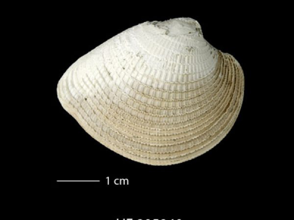 Chionopsis tegulum; Venus Clam