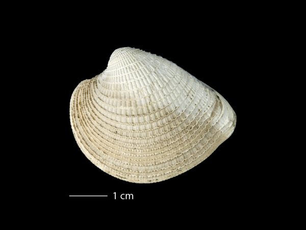Chionopsis tegulum; Venus Clam