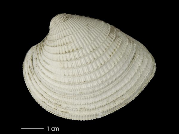 Chionopsis tegulum; Venus Clam