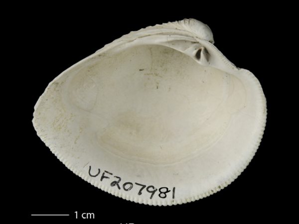 Chionopsis tegulum; Venus Clam