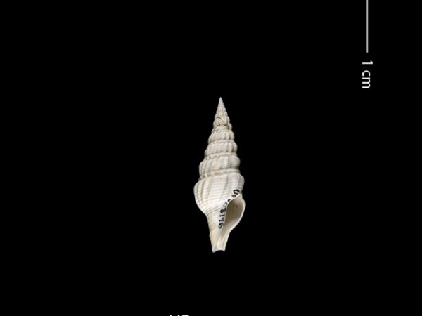 Clathrodrillia gatunensis | Gatún turrid | torreón de Gatún