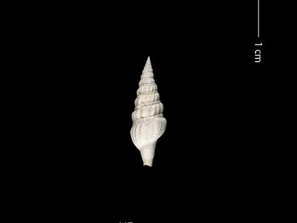 Clathrodrillia gatunensis | Gatún turrid | torreón de Gatún