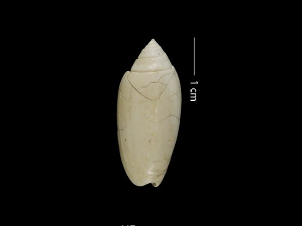 Oliva gatunensis | olive shell | aceituna de Gatún