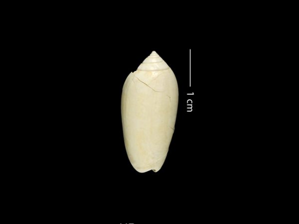 Oliva gatunensis | olive shell | aceituna de Gatún