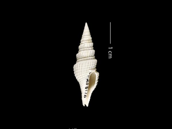 Hindsiclava consors | turrid | torreón