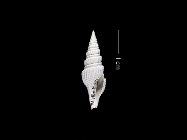 Hindsiclava consors | turrid | torreón