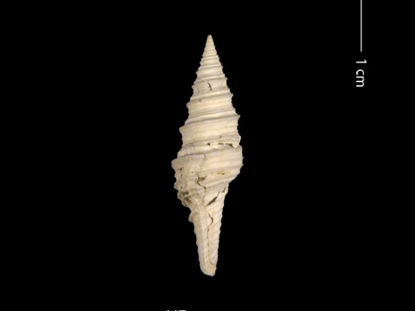 Polystira n. sp. | giant turrid | torreón gigante