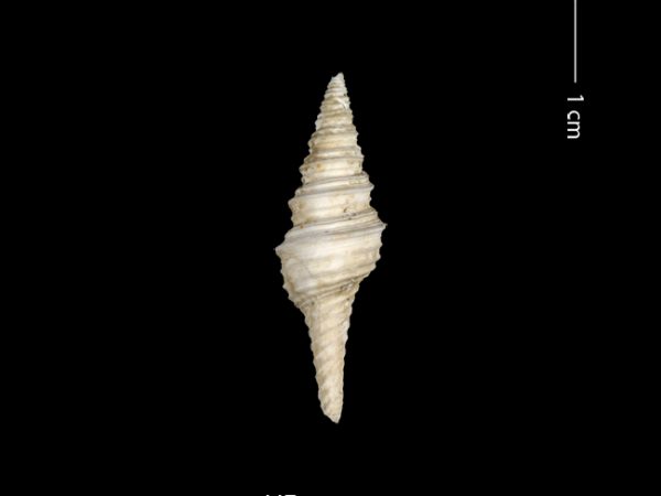 Polystira n. sp. | giant turrid | torreón gigante