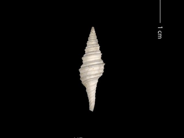 Polystira n. sp. | giant turrid | torreón gigante