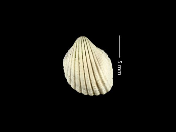 Apiocardia n. sp. | white cockle | berberecho blanco or cardo blanco