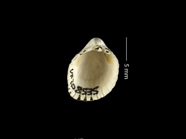 Apiocardia n. sp. | white cockle | berberecho blanco or cardo blanco