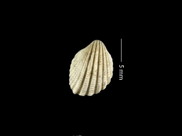 Apiocardia n. sp. | white cockle | berberecho blanco or cardo blanco