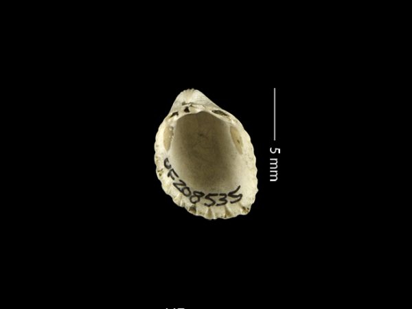 Apiocardia n. sp. | white cockle | berberecho blanco or cardo blanco