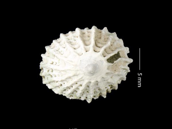 Crucibulum (Dispotaea) spingvaleense | Springvale cup and saucer limpet | cucharón del Springvale