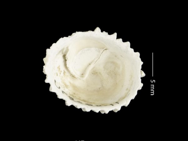 Crucibulum (Dispotaea) spingvaleense | Springvale cup and saucer limpet | cucharón del Springvale