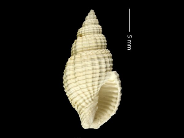 Antillophos gatunensis | beaded whelk | buccino de cuentas