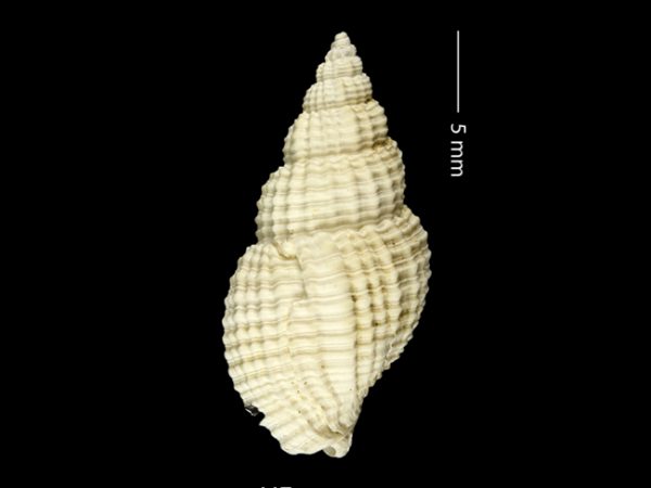 Antillophos gatunensis | beaded whelk | buccino de cuentas
