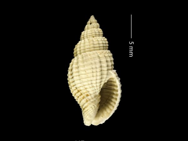 Antillophos gatunensis | beaded whelk | buccino de cuentas