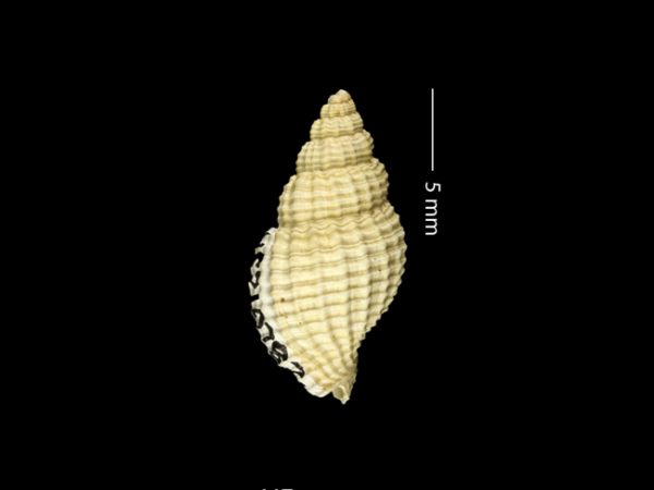 Antillophos gatunensis | beaded whelk | buccino de cuentas