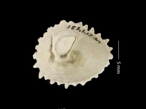 Crucibulum (Dispotaea) spingvaleense | Springvale cup and saucer limpet | cucharón del Springvale