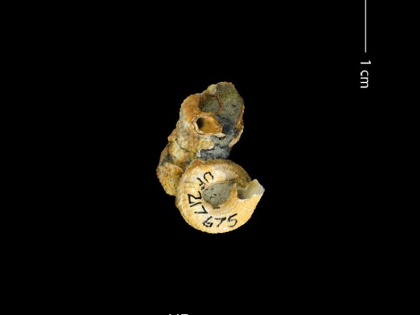 Petaloconchus sculpturatus | screw or worm shell | caracol gusano