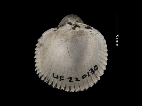 Dallocardia baiterum | prickly cockle | berberecho espinoso or cardo espinoso