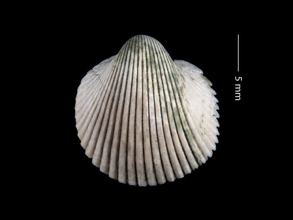 Dallocardia baiterum | prickly cockle | berberecho espinoso or cardo espinoso