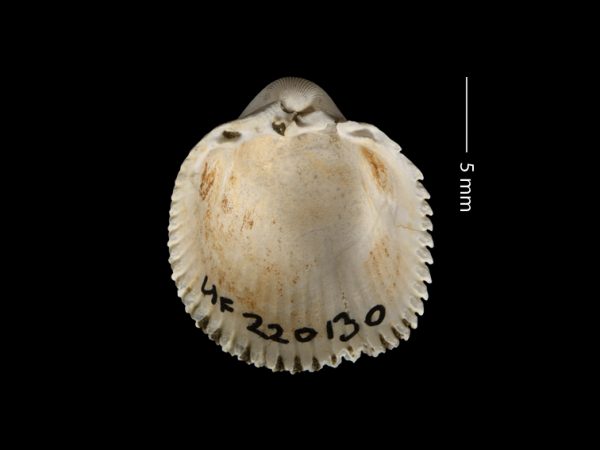 Dallocardia baiterum | prickly cockle | berberecho espinoso or cardo espinoso