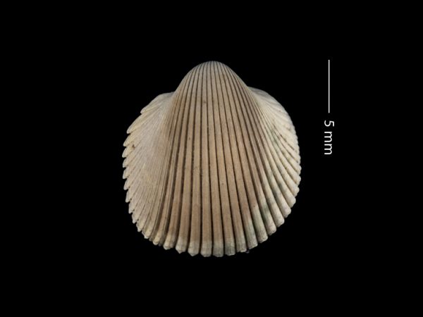 Dallocardia baiterum | prickly cockle | berberecho espinoso or cardo espinoso