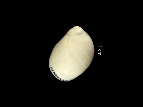 Polinices stanislasmeunieri | moon snail | caracol de luna or cachete