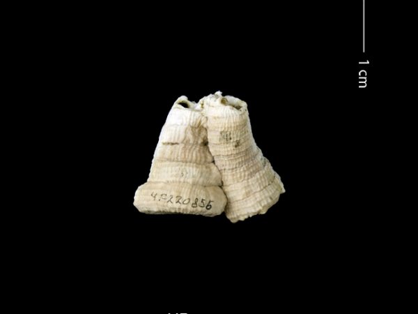 Petaloconchus sculpturatus | screw or worm shell | caracol gusano