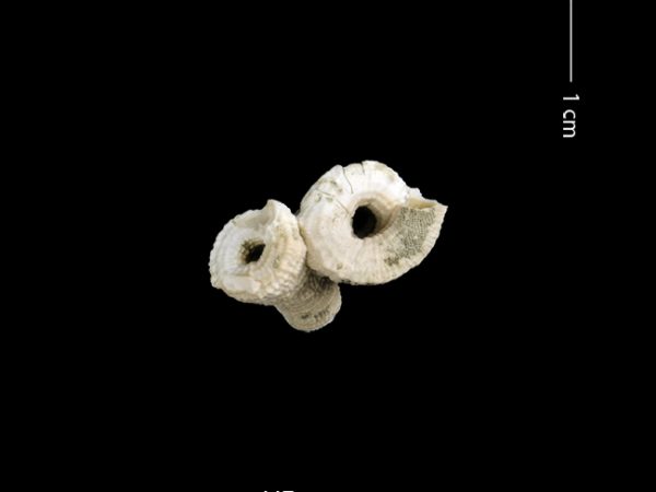 Petaloconchus sculpturatus | screw or worm shell | caracol gusano