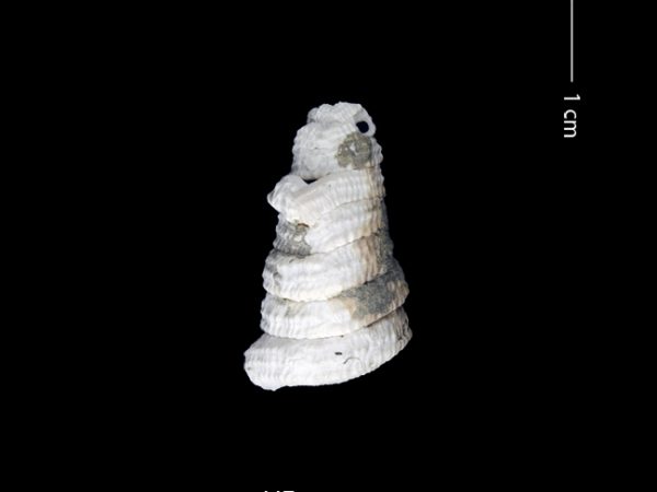 Petaloconchus sculpturatus | screw or worm shell | caracol gusano