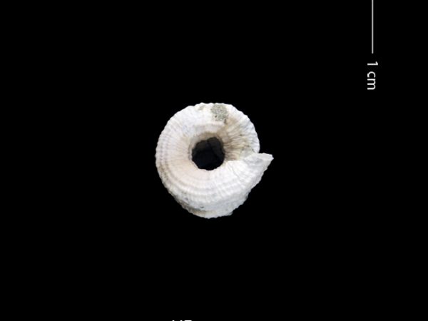 Petaloconchus sculpturatus | screw or worm shell | caracol gusano
