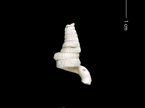 Petaloconchus sculpturatus | screw or worm shell | caracol gusano