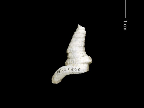 Petaloconchus sculpturatus | screw or worm shell | caracol gusano