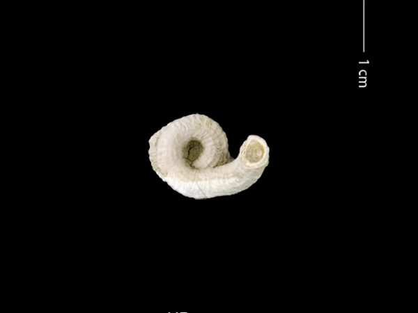 Petaloconchus sculpturatus | screw or worm shell | caracol gusano