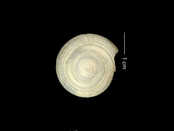 Architectonica nobilis | sundial | arquitecto