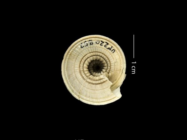 Architectonica nobilis | sundial | arquitecto