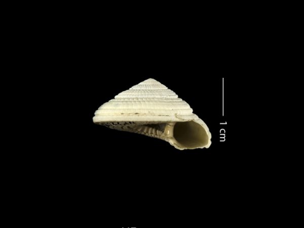 Architectonica nobilis | sundial | arquitecto